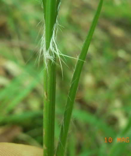 Luzula sylvatica